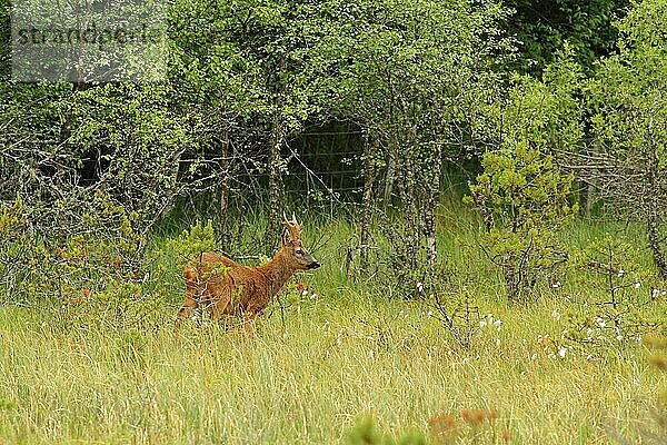 Westlicher Rehbock (Capreolus capreolus)  steht im Waldmoor in der Nähe eines Hirschzauns  Abernethy Forest  Strathspey  Cairngorms N. P. Highlands  Schottland  Juli