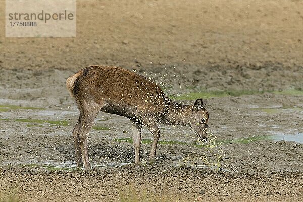 Rothirsch  Rothirsche (Cervus elaphus)  Hirsche  Huftiere  Paarhufer  Säugetiere  Tiere  Red Deer calf  kicking in mud wallow  Minsmere RSPB Reserve  Suffolk  England  October