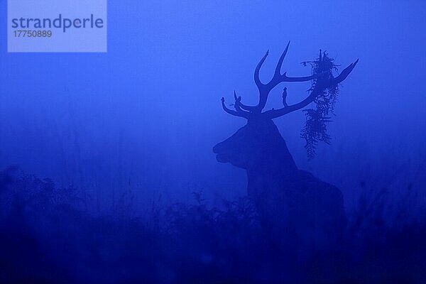 Rothirsch (Cervus elaphus)  reifer Hirsch  mit Farnkraut auf dem Geweih zur besseren Darstellung  Silhouette in der Morgendämmerung während der Brunftzeit  Richmond Park  Surrey  England  Oktober