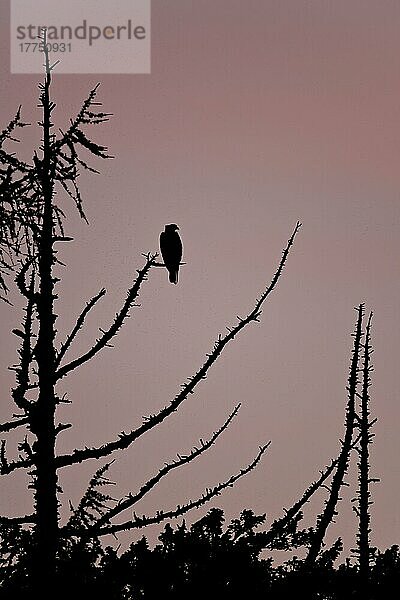 Fischadler (Pandion haliaetus)  erwachsen  in einem Baum sitzend  Silhouette in der Dämmerung  Cairngorms N. P. Inverness-shire  Highlands  Schottland  Juli