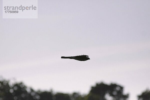 Sperber (Accipiter nisus)  erwachsenes Weibchen  im Flug über Hecken im Ackerland  Silhouette bei Sonnenuntergang  West Yorkshire  England  September