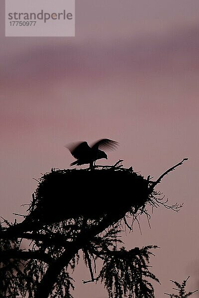 Fischadler (Pandion haliaetus) Küken  Streckung und Flügelschlag beim Nest im Baum  Silhouette in der Dämmerung  Cairngorms N. P. Inverness-shire  Highlands  Schottland  Juli