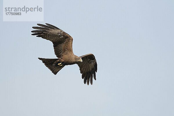 Gelbschnabelmilan (Milvus aegyptius parasitus) erwachsen  im Flug  Gambia  Februar  Afrika