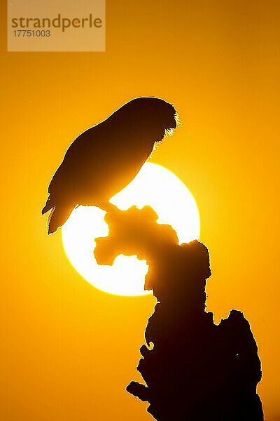 Steinkauz  Steinkäuze (Athene noctua)  Eulen  Tiere  Vögel  Käuze  Little Owl adult  perched on stump  Silhouette at sunset  Sussex  England  May