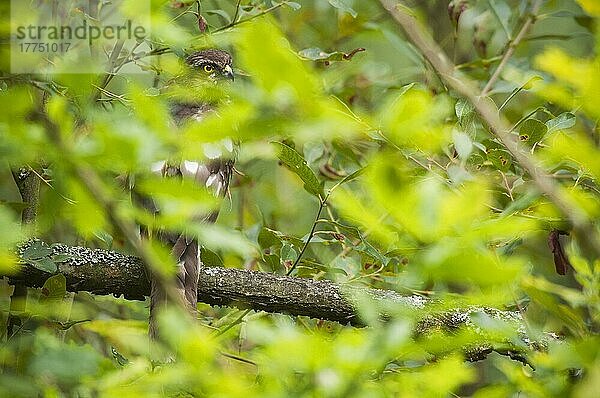 Sperber (Accipiter nisus)  erwachsenes Weibchen  nach dem Baden auf einem Ast unter dem Laub sitzend  Kent  England  August