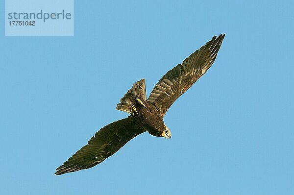 Westliche Rohrweihe (Circus aeruginosus) juvenil  im Flug  rufend  Isle of Sheppey  Kent  England  Juli