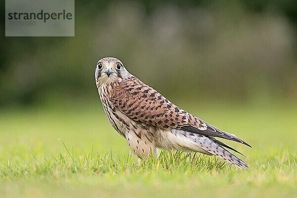 Gewöhnlicher Turmfalke (Falco tinnunculus) juvenil  stehend auf Gras  Suffolk  England  August (in Gefangenschaft)