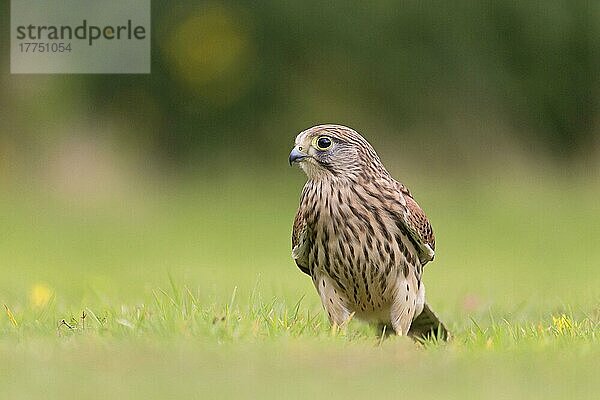 Gewöhnlicher Turmfalke (Falco tinnunculus) juvenil  stehend auf Gras  Suffolk  England  August (in Gefangenschaft)