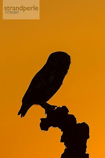 Steinkauz  Steinkäuze (Athene noctua)  Eulen  Tiere  Vögel  Käuze  Little Owl adult  perched on stump  Silhouette at sunset  Sussex  England  May