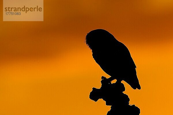 Steinkauz  Steinkäuze (Athene noctua)  Eulen  Tiere  Vögel  Käuze  Little Owl adult  perched on stump  Silhouette at sunset  Sussex  England  June