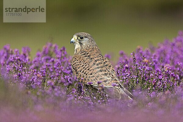 Gewöhnlicher Turmfalke (Falco tinnunculus)  erwachsenes Weibchen  stehend zwischen blühendem Heidekraut  Suffolk  England  August (in Gefangenschaft)