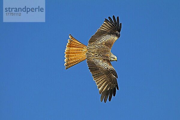 Rotmilan (Milvus milvus) erwachsen  im Flug  Nordspanien  Februar