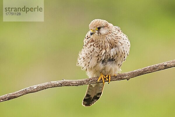 Turmfalke (Falco tinnunculus)  erwachsenes Weibchen  auf einem Ast sitzend  Hortobagy N. P. Ungarn  April