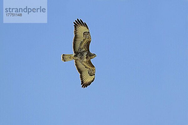 Mäusebussard  Mäusebussarde (Buteo buteo)  Bussard  Bussarde  Greifvögel  Tiere  Vögel  Common Buzzard adult  in flight  Cley Marshes Reserve  Cley-next-the-sea  Norfolk  England  April