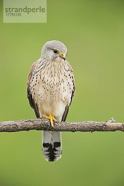 Turmfalke (Falco tinnunculus)  erwachsenes Männchen  auf einem Ast sitzend  Hortobagy N. P. Ungarn  April