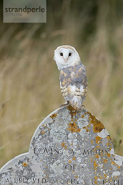 Schleiereule  Schleiereulen (Tyto alba)  Eulen  Tiere  Vögel  Barn Owl adult  perched on gravestone in churchyard  England  August (captive)