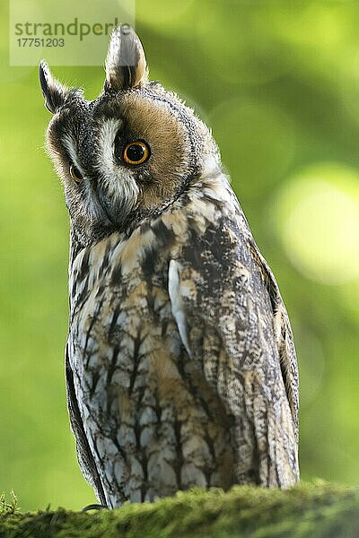 Langohreule (Asio otus)  erwachsen  sitzt auf einem Schlafplatz im Wald  England  August (in Gefangenschaft)