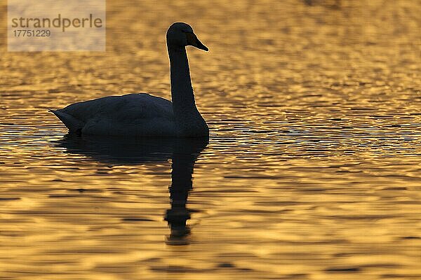 Erwachsener Singschwan (Cygnus cygnus)  Silhouette auf Wasser in der Dämmerung  Martin Mere W. W. T. Lancashire  England  Februar