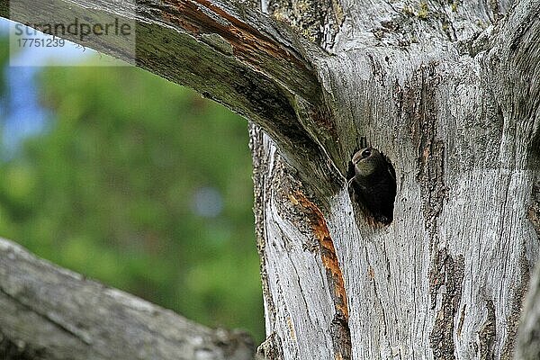 Mauersegler (Apus apus) adult  nistet im Nestloch des Buntspechtspechts (Dendrocopos major) im Baumstamm  im kaledonischen Kiefernwald  Abernethy Forest N. N. R. Cairngorms N. P. Inverness-shire  Highlands  Schottland  Juli