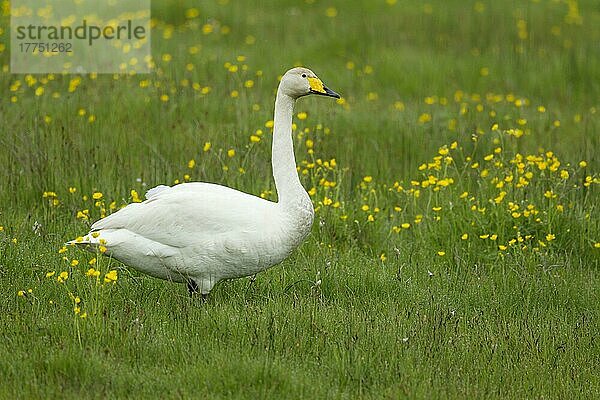 Erwachsener Singschwan (Cygnus cygnus)  stehend in Wiese mit blühenden Hahnenfußgewächsen  Island  Juni  Europa