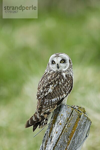 Sumpfohreule  Sumpfohreulen (Asio flammeus)  Eulen  Tiere  Vögel  Short-eared Owl adult  perched on post  Iceland  June
