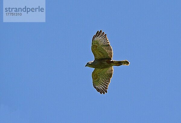 Ridgway's Hawk (Buteo ridgwayi)  erwachsener Rüde  im Flug  Los Haitises N. P. Dominikanische Republik  Januar