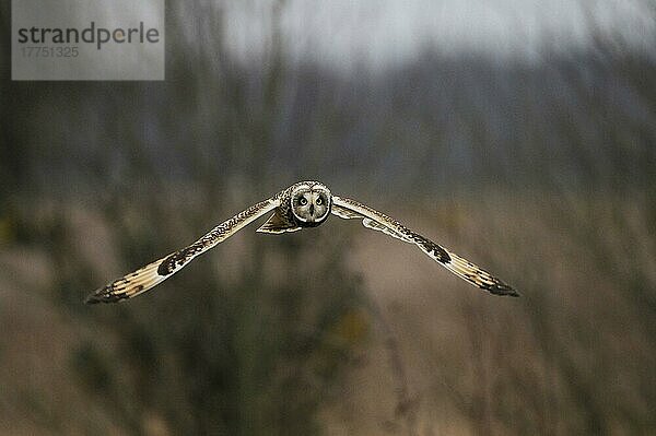 Kurzohrkauz (Asio flammeus)  erwachsen  im Flug  schwebt über unwegsamem Grasland  Norfolk  England  Dezember