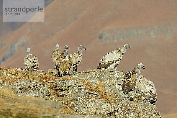 Kapgeier (Gyps coprotheres) Herde  stehend auf einer Bergspitze  Giant's Castle N. P. Drakensberge  Natal  Südafrika  Juli