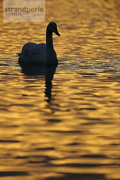 Erwachsener Singschwan (Cygnus cygnus)  Silhouette auf Wasser in der Dämmerung  Martin Mere W. W. T. Lancashire  England  Februar