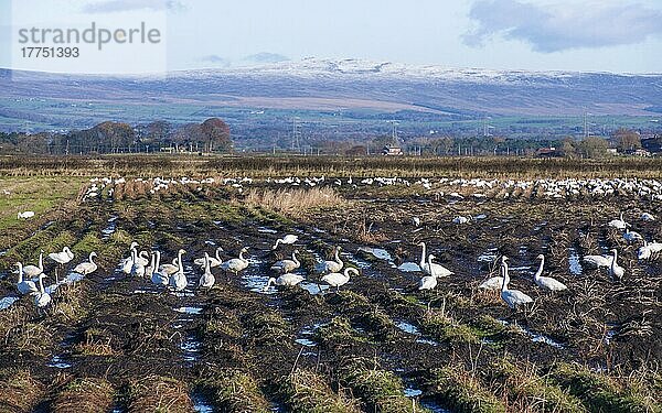 Singschwan (Cygnus cygnus) -Herde  ernährt sich vom geernteten Kartoffelfeld  Pilling  Lancashire  England  November