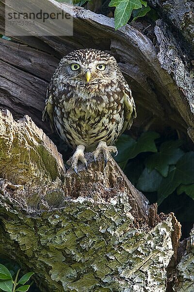Steinkauz (Athene noctua)  erwachsen  saß früh morgens am Eingang des Nestlochs  Oxfordshire  England  Juni