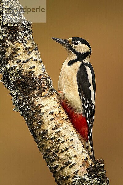 Buntspecht (Dendrocopos major)  erwachsenes Weibchen  am Birkenstamm haftend  Schottland  März