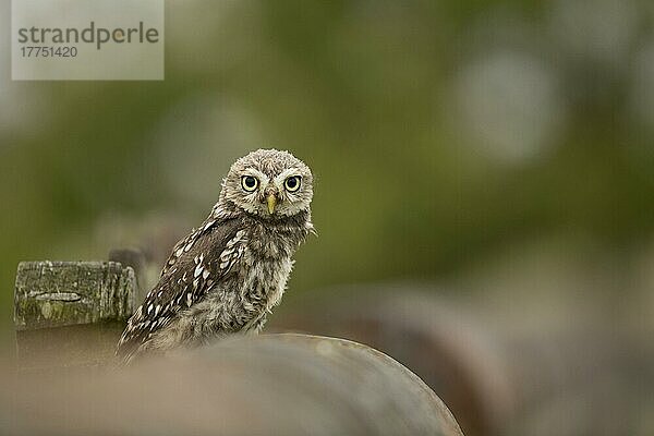 Küken von Little Owl (Athene noctua)  kürzlich flügge geworden  an der Wand sitzend  Lincolnshire  England  Juni (in Gefangenschaft)