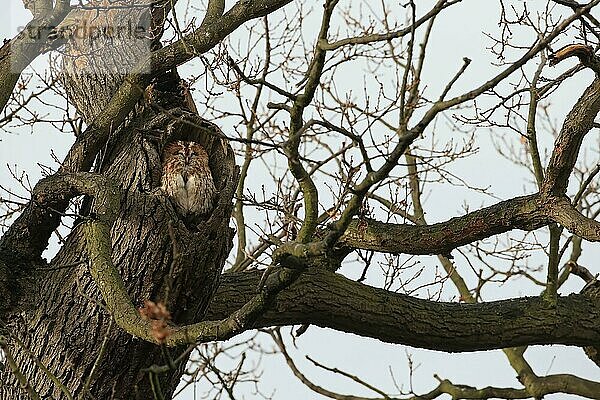 Waldkauz (Strix aluco)  erwachsen  schläft am Loch in der Eiche  Christchurch Park  Ipswich  Suffolk  England  Januar