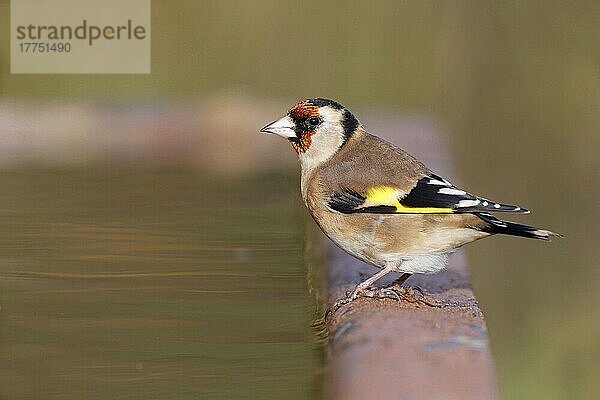 Europäischer Stieglitz (Carduelis carduelis) erwachsen  am Wasser stehend  Warwickshire  England  Dezember