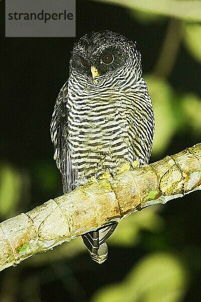 San Isidro Eule (Strix spec.) 'Mystery Owl' möglicherweise neue Art oder Schwarz-Weiss-Kauz (Strix huhula) (Strix nigrolineata) x Schwarzbandeule Hybride  erwachsen  nachts auf einem Ast im montanen Regenwald schlafend  Anden  Ecuador  November  Südamerika