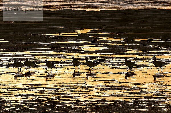 Ringelgansherde (Branta bernicla)  die bei Ebbe an der Flussmündung frisst und sich bei Sonnenaufgang als Silhouette zeigt  Medway-Mündung  Shellness  Isle of Sheppey  Kent  England  Januar