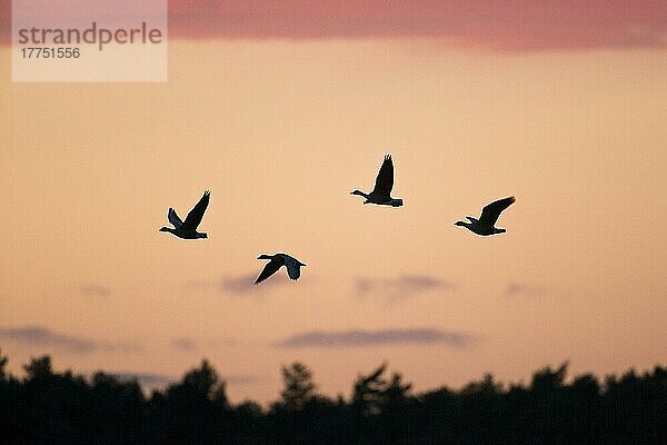 brachyrhynchus  Kurzschnabelgans  Kurzschnabelgänse (Anser brachyrhynchus) (Anser fabalis)  Gänse  Gänsevoegel  Tiere  Vögel  Pink-footed Goose four  in flight  Silhouette at sunset  North Norfolk  England  December