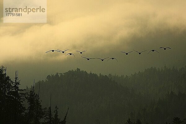 Kanadagansschwarm (Branta canadensis)  im Flug  Silhouette in der Morgendämmerung  über gemäßigtem Küstenregenwald  Innenpassage  Küstengebirge  Great Bear Rainforest  British Columbia  Kanada  August  Nordamerika