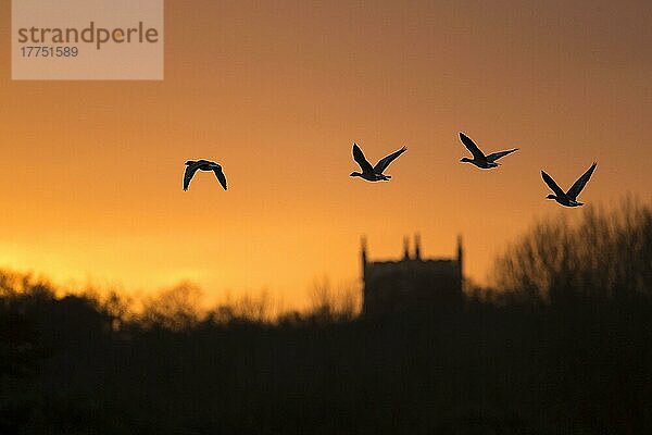 Rosafußgans (Anser brachyrhynchus) vier  im Flug  Silhouette bei Sonnenuntergang  mit Kirchturm im Hintergrund  Nord-Norfolk  England  Januar