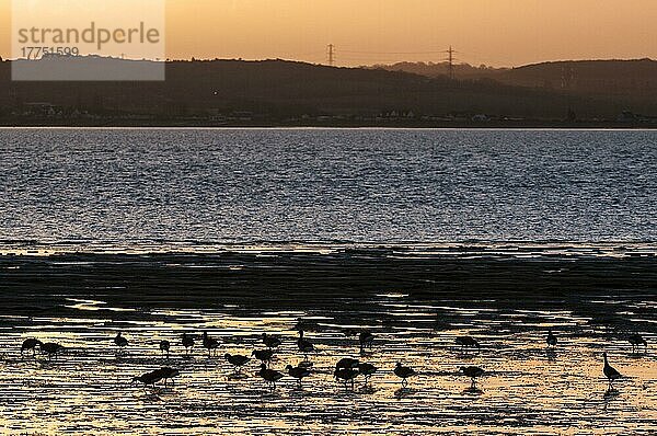 Ringelgans (Branta bernicla)  die sich bei Ebbe von ihrem Lebensraum im Mündungsgebiet ernährt und sich bei Sonnenaufgang als Silhouette abzeichnet  Medway-Mündung  Shellness  Isle of Sheppey  Kent  England  Januar