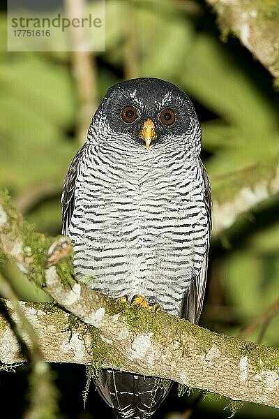 Erwachsene Schwarz-Weiss-Eule (Strix nigrolineata)  nachts auf einem Ast im montanen Regenwald schlafend  Sachatamia  Anden  Ecuador  November  Südamerika