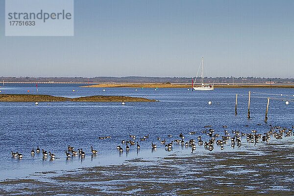 Ringelgansherde (Branta bernicla)  ernährt sich von Wattflächen im Lebensraum Ästuar  Newtown  Isle of Wight  England  Dezember