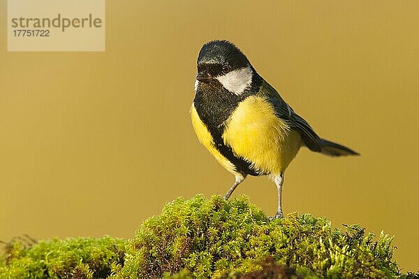 Kohlmeise (Parus major) erwachsen  stehend auf moosbedecktem Boden  Norfolk  England  Oktober