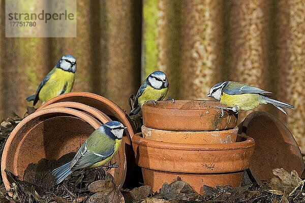 Blaumeise (Parus caeruleus) vier Erwachsene  auf Blumentöpfen sitzend  Suffolk  England  Februar