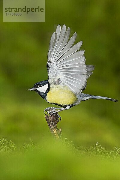 Kohlmeise (Parus major)  Erwachsener  Abheben vom moosbewachsenen Stumpf  Suffolk  England  Januar