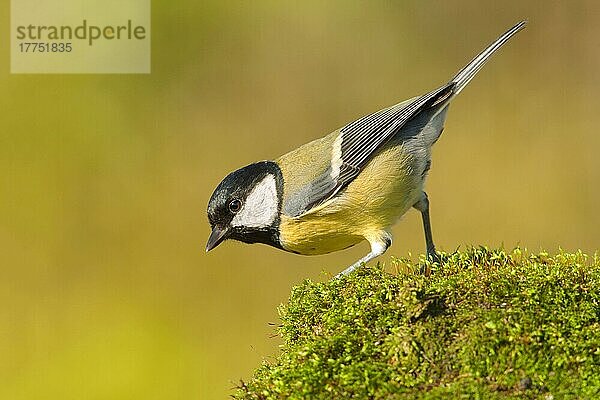 Kohlmeise (Parus major)  erwachsen  stehend auf moosbedecktem Felsen  Norfolk  England  Oktober