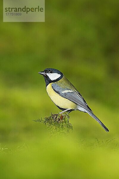 Kohlmeise (Parus major)  erwachsen  auf einem bemoosten Stumpf sitzend  Suffolk  England  Januar