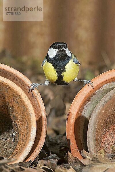 Kohlmeise (Parus major)  erwachsenes Männchen  auf Blumentöpfen sitzend  Suffolk  England  Februar