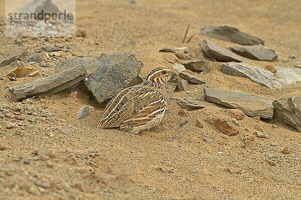 Europäische Wachtel  Europäische Wachteln (Coturnix coturnix)  Hühnervoegel  Tiere  Vögel  Wachteln  Common Quail adult  on migration in desert  Morocco  March